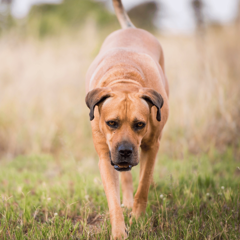 A South African Boerboel, known for their incredible strength and imposing size, often used as guard dogs.