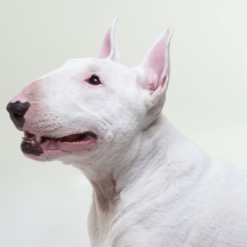 A strong and playful Bull Terrier with a distinct egg-shaped head and small triangular eyes, known for their outgoing and sometimes clownish behaviour.