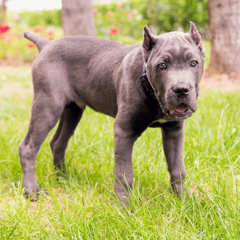 An Italian Cane Corso, known for their astounding strength, solid muscular body, and protective nature.