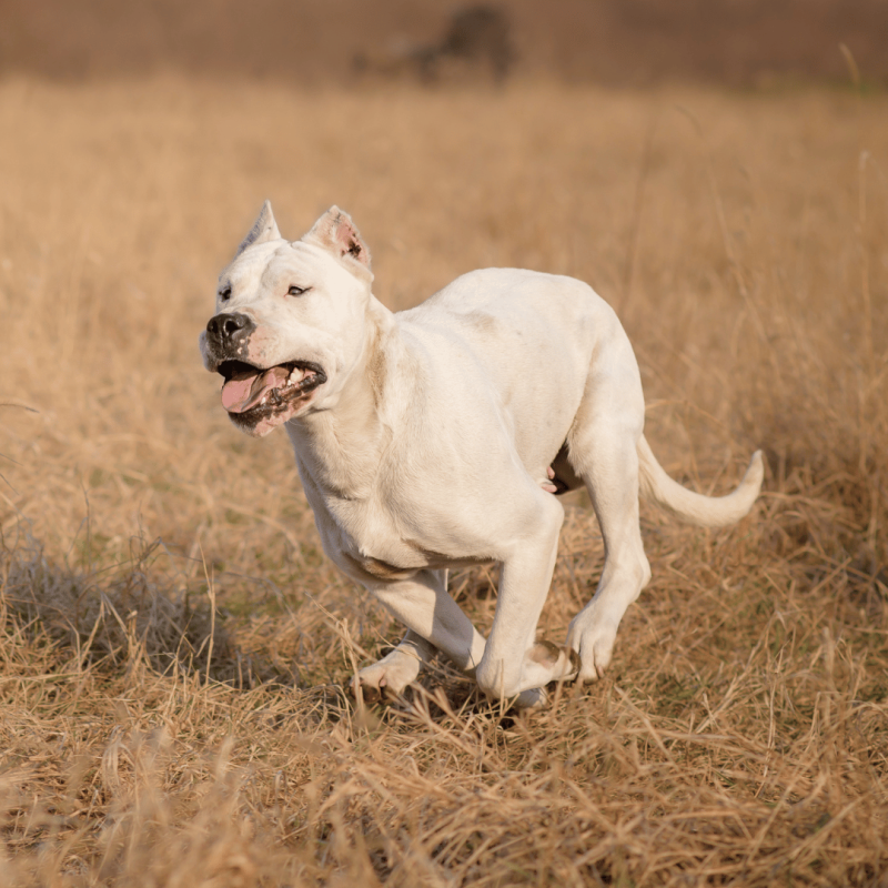 A sturdy and muscular Dogo Guatemalteco, the national dog breed of Guatemala, known for their bravery and guarding instinct.
