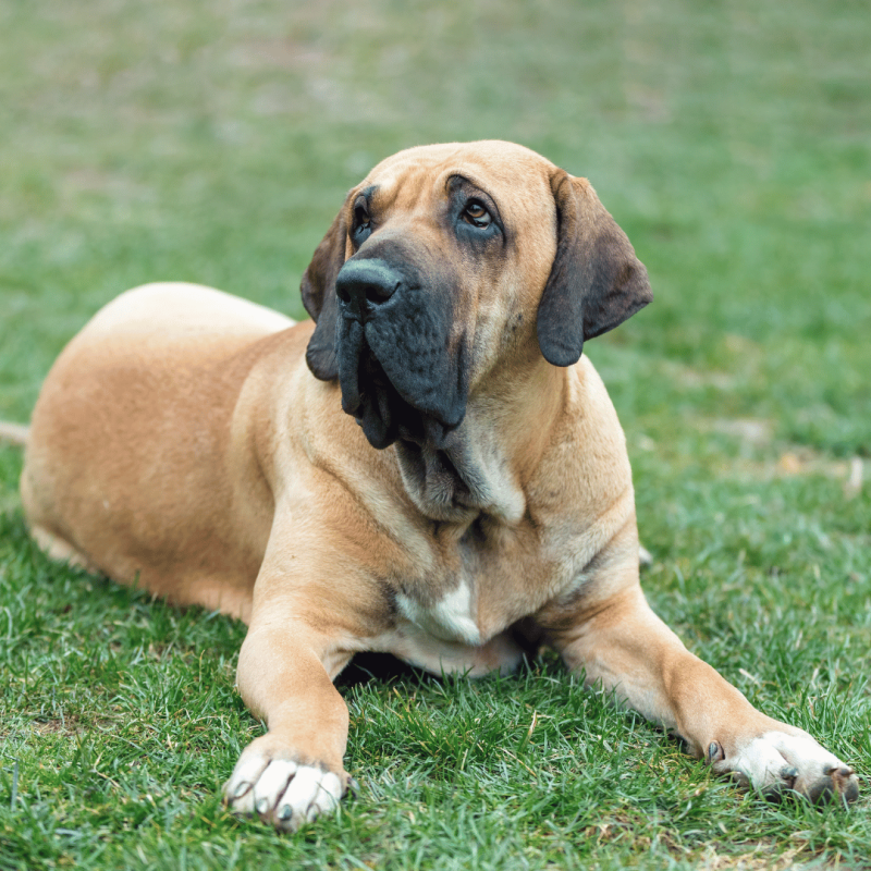 An immense Fila Brasileiro with loose, wrinkled skin, known for their devotion, protectiveness, and wariness of strangers.
