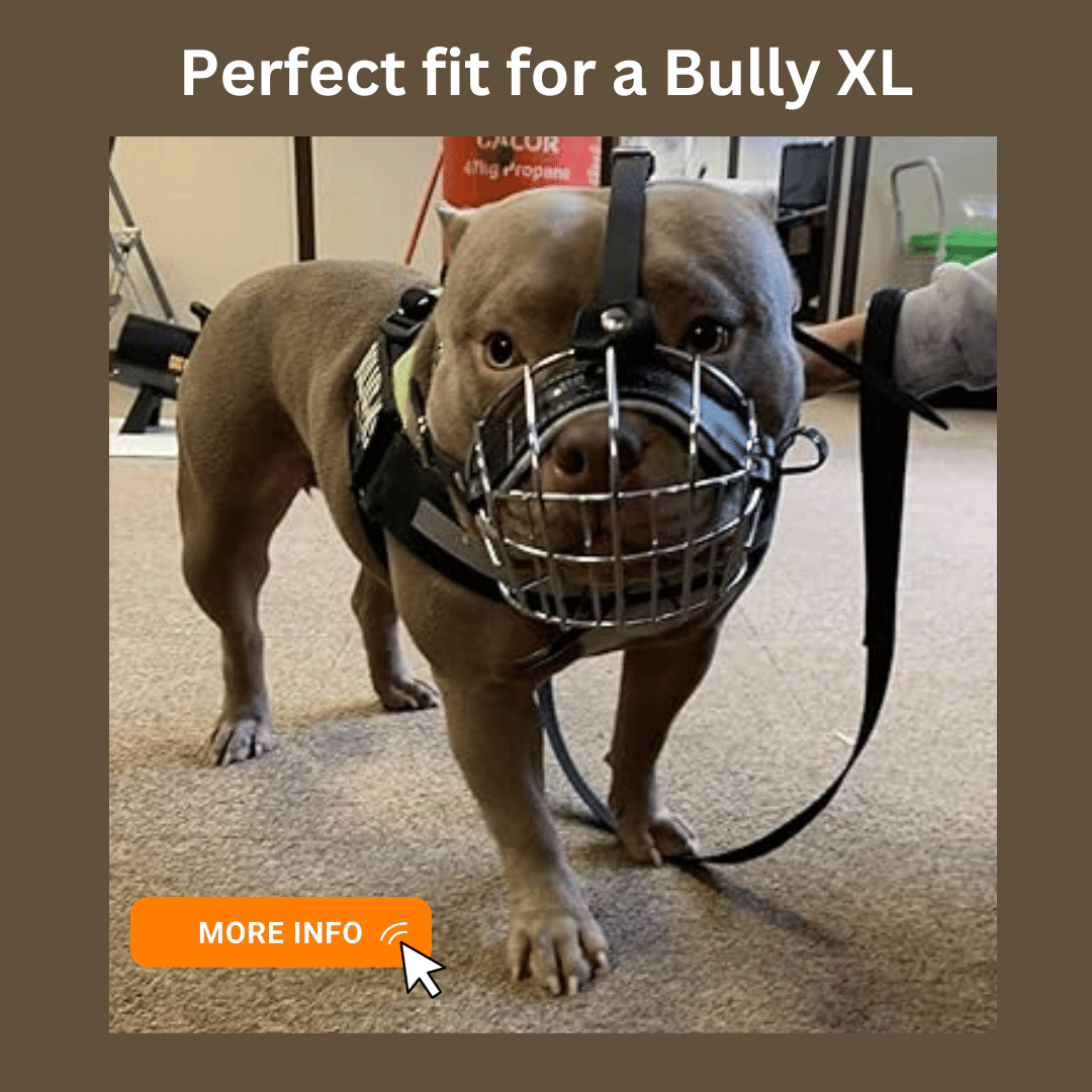 Best American Bully XL Breed Muzzles for WideFaced Dogs Dog Friendly