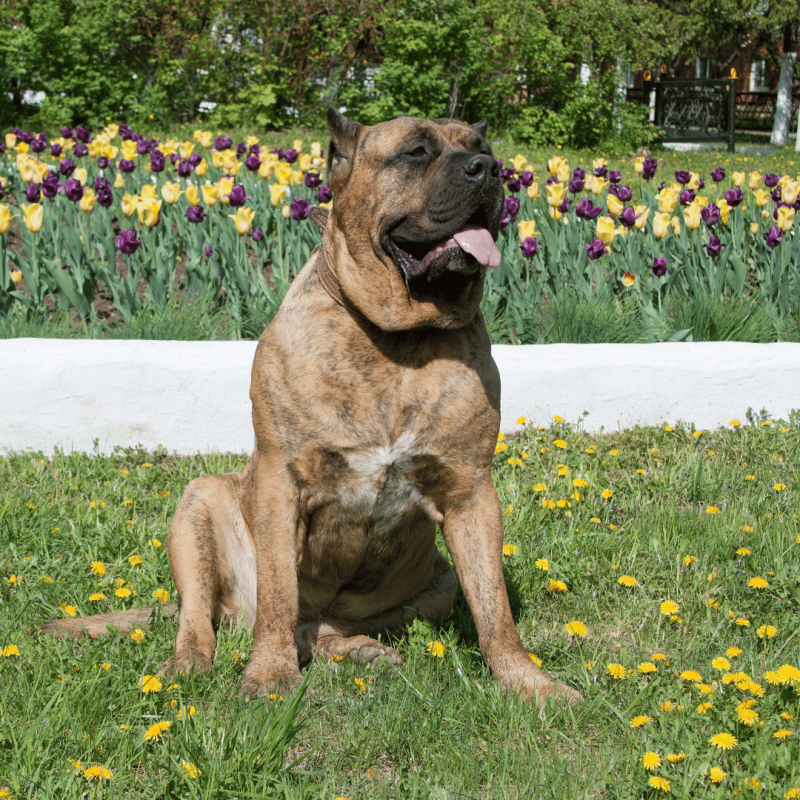 A large and powerful Perro de Presa Canario, known for their mastery as working dogs and loyalty as household pets.