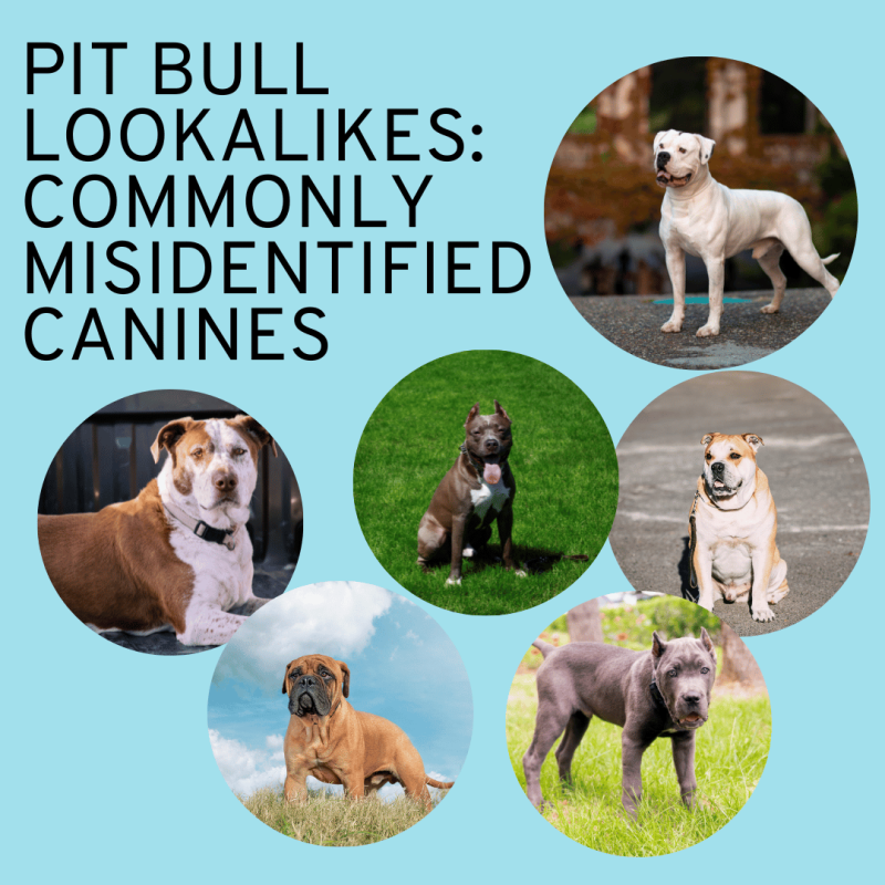 collage of dogs that people mistake for Pit Bulls