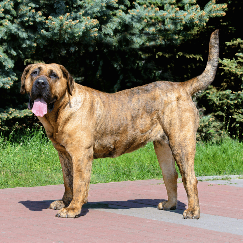 A large and powerful Presa Canario with a commanding presence, known for their strength, confidence, and work as livestock guardians.
