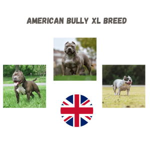 Three American Bully XL Breed, UK Flag and Text American Bully XL Breed