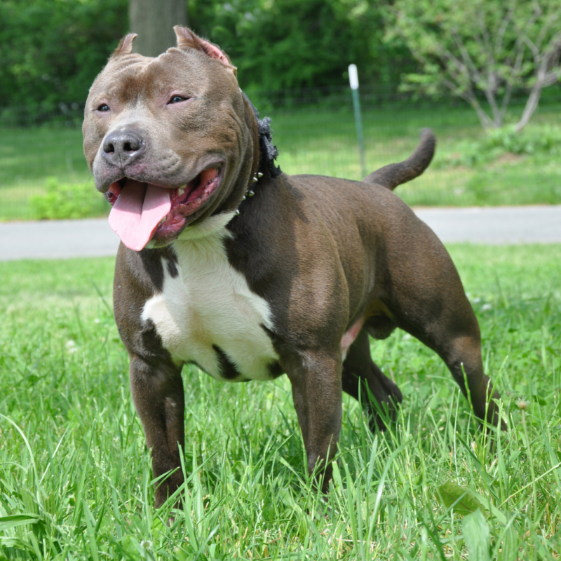 American Bully XL Dog full body image showing muscular body and ears pinned