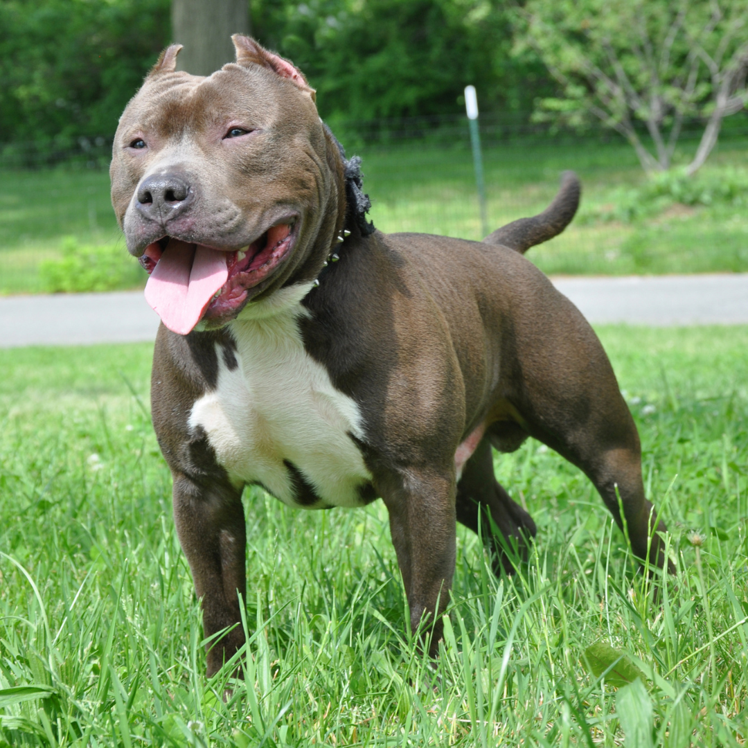 Is The American Bully XL Breed Banned In The UK Dog Friendly Scene   Three American Bully XL Dog 