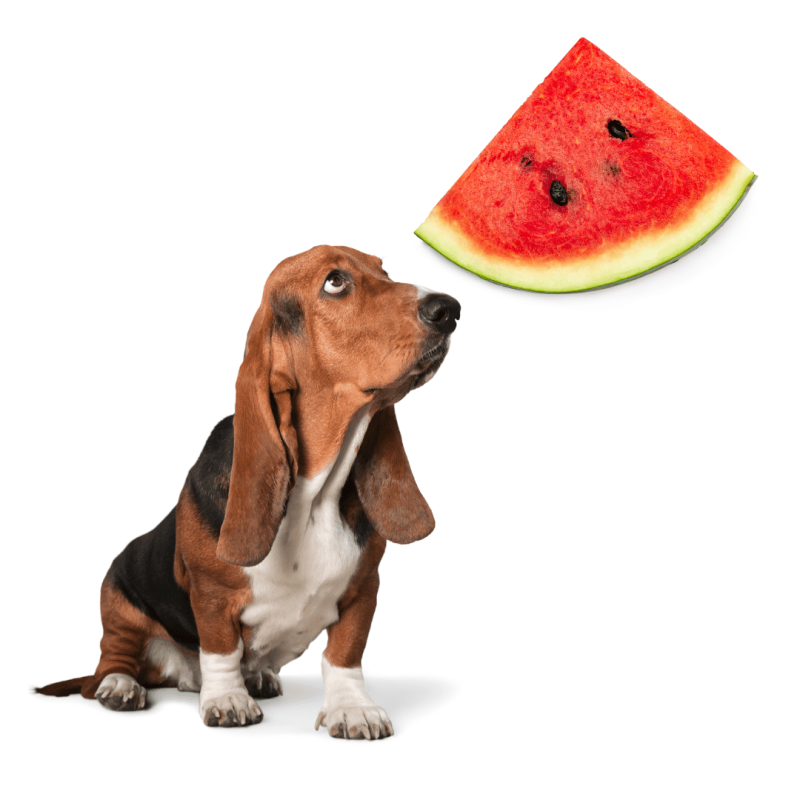 a dog and a slice of water-rich watermelon to help dogs stay hydrated.