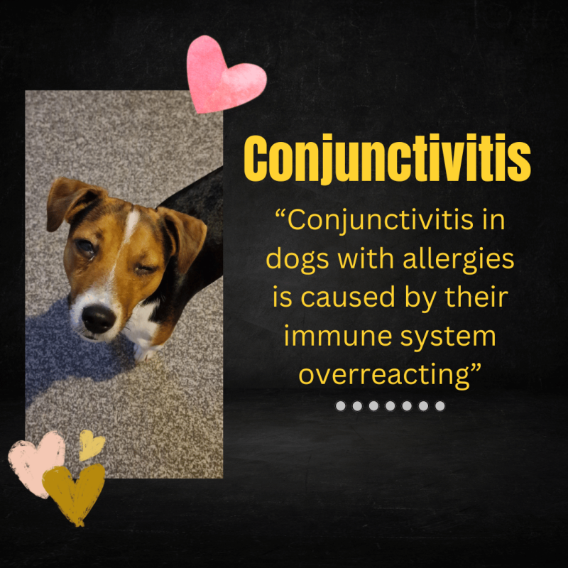 A poor Jack Russell terrier dog with conjunctivitis TEXT: Conjunctivitis in dogs with allergies is caused by their immune system overreacting