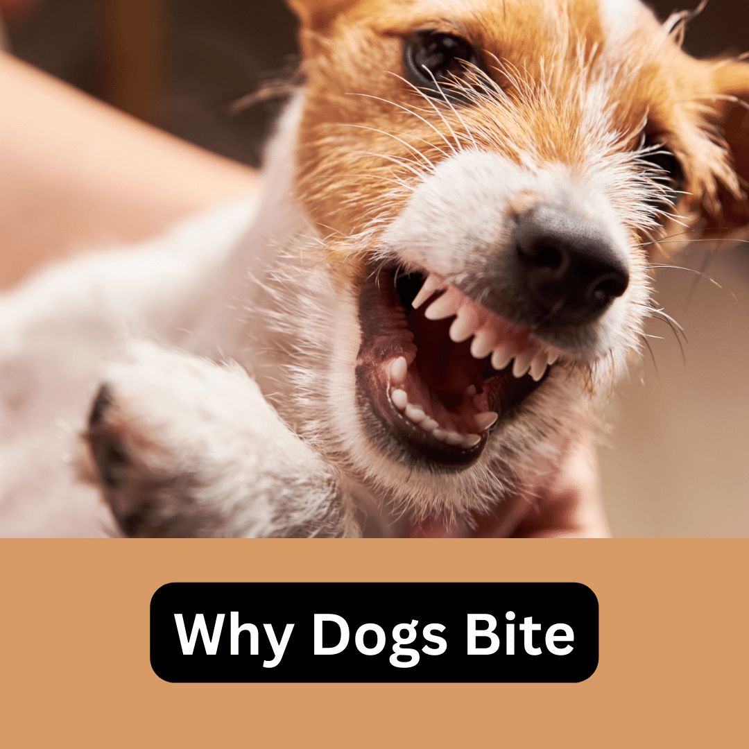 Understanding the Reasons Why Dogs Bite