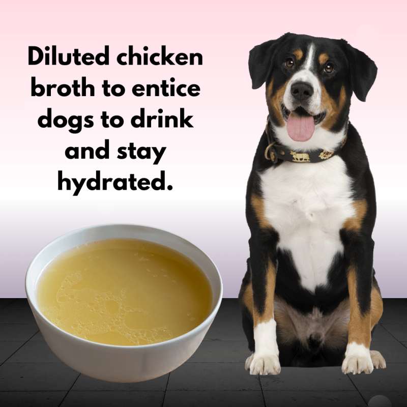  A bowl of chicken broth and a dog sitting next to it. TEXT: Diluted chicken broth to entice dogs to drink and stay hydrated.