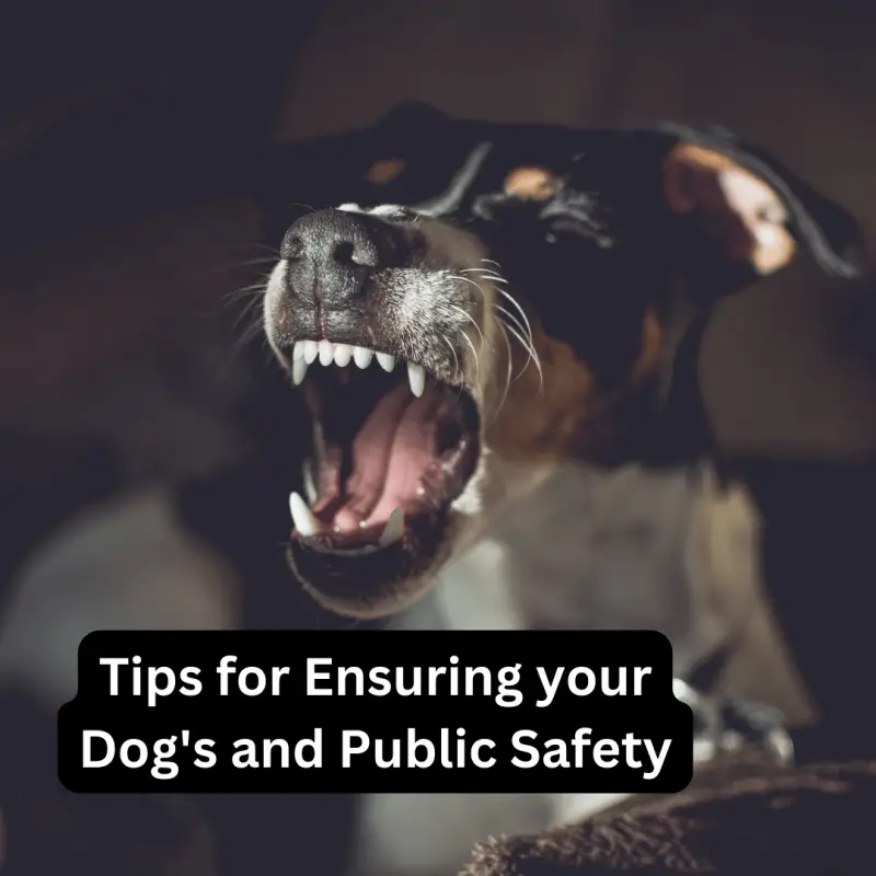 Tips for Ensuring your Dog's and Public Safety