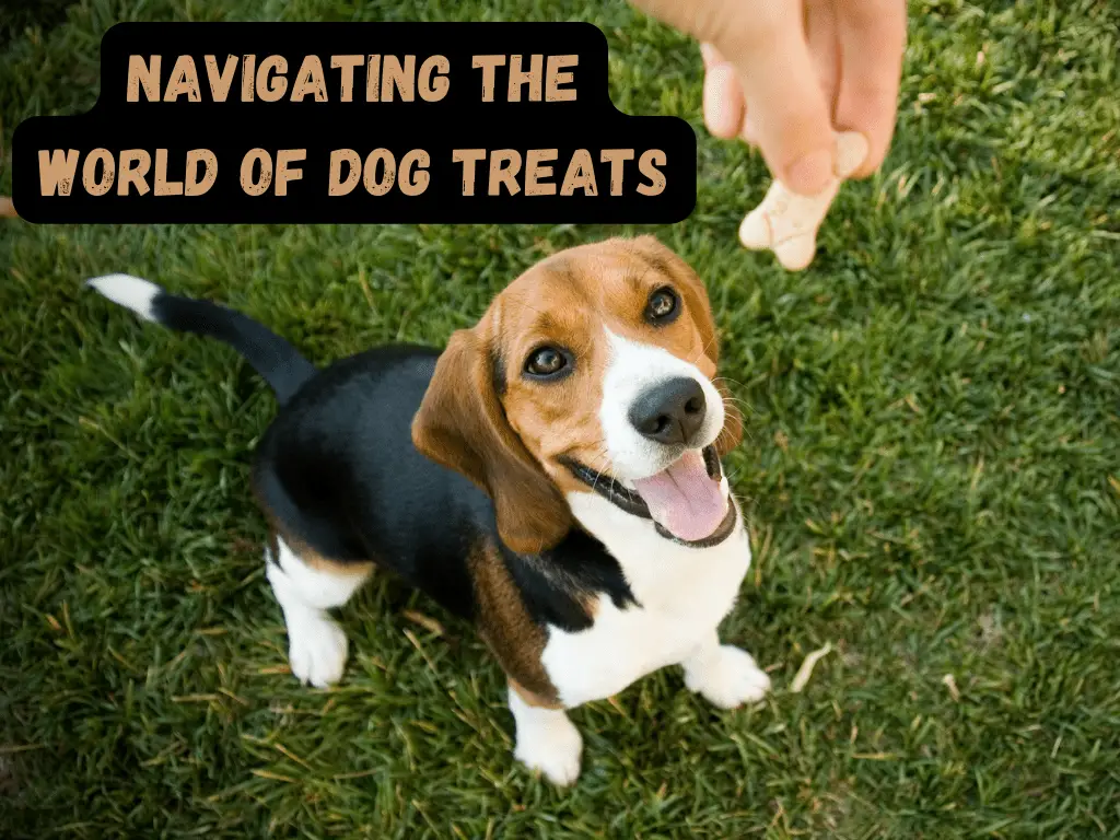 Navigating the World of Dog Treats What to Look for and What to Avoid