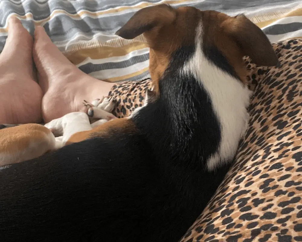 a dog sitting between legs on bed