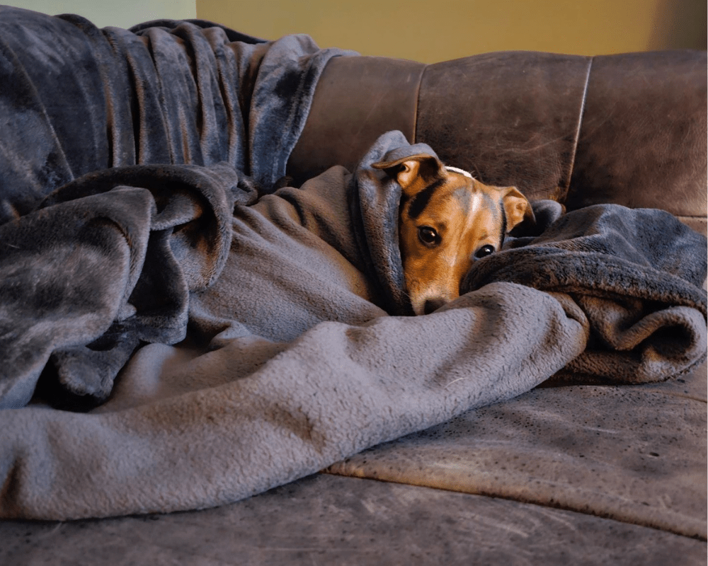 A dog sleeping under a blanket, with just head poking out